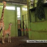 “Corona” Baru Lahir Di Zoo Bali, Seekor Anak Zirafah