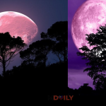 Saksikan Kemunculan Fenomena “Super Flower Moon” Hari Ini!