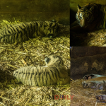 Zoo Taiping Menerima Kelahiran 3 Anak ‘Harimau Malaya’