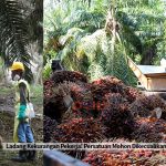 Ladang Kekurangan Pekerja! Persatuan Mohon Dikecualikan Untuk Ambil Pekerja Asing