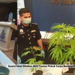 Suami Isteri Ditahan Aktif Tanam Pokok Ganja Semasa PKP, Belajar Melalui Youtube