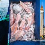 Terengganu Mula Benarkan Aktiviti Mencandat Sotong