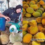 Peniaga Durian Tipu Alat Timbang Dikompaun