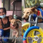 Kena Kecam Sebab Bela Anjing Berkaki Dua, Harith Iskander Tak Terkesan Dengan Komen Netizen