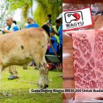 Guna Daging Wagyu RM30,000 Untuk Ibadah Korban Hukumnya Harus